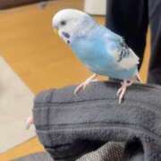 ゆり ゆり（スピード梅田店） スピード梅田店