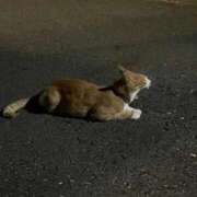 ヒメ日記 2025/10/28 21:36 投稿 りん 鹿鳴館
