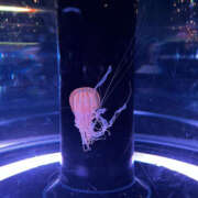 ヒメ日記 2025/10/18 21:21 投稿 のん 素人妻御奉仕倶楽部Hip's取手店