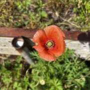 ヒメ日記 2026/04/11 16:51 投稿 のん 素人妻御奉仕倶楽部Hip's取手店