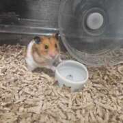 ヒメ日記 2025/10/25 10:27 投稿 ゆきな 池袋ぱんぷきん（シンデレラグループ）