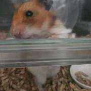 ヒメ日記 2025/11/01 14:17 投稿 ゆきな 池袋ぱんぷきん（シンデレラグループ）