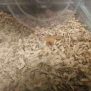 ヒメ日記 2025/11/11 12:28 投稿 ゆきな 池袋ぱんぷきん（シンデレラグループ）