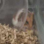 ヒメ日記 2025/12/14 14:16 投稿 ゆきな 池袋ぱんぷきん（シンデレラグループ）