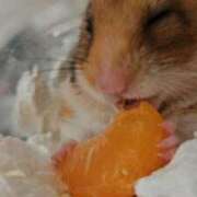 ヒメ日記 2026/01/13 18:15 投稿 ゆきな 池袋ぱんぷきん（シンデレラグループ）