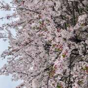 ヒメ日記 2026/04/15 15:09 投稿 藤原　なぎ ユナイト人妻熟女姫路店