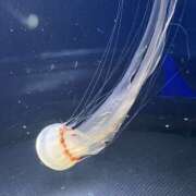 ヒメ日記 2025/11/05 20:04 投稿 らい MOMO(モモ)