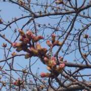 ヒメ日記 2026/03/29 08:53 投稿 ちより 熟女の風俗最終章 新潟店