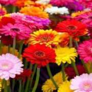 ヒメ日記 2025/11/23 13:24 投稿 華澄（かすみ） ROYAL FACE FUKUOKA