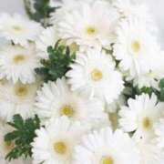 ヒメ日記 2025/12/15 09:44 投稿 華澄（かすみ） ROYAL FACE FUKUOKA