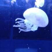 ヒメ日記 2025/10/21 20:28 投稿 久間坂(くまさか) 熟女出逢い会『百合の園』目黒店