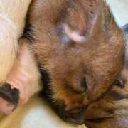 ヒメ日記 2025/11/14 09:53 投稿 ひびき CLUB DEEP 博多