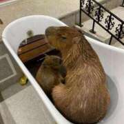 ヒメ日記 2025/12/08 09:23 投稿 ひびき CLUB DEEP 博多