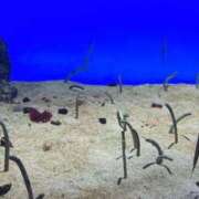 ヒメ日記 2025/11/15 18:20 投稿 ほのか バカンス学園　谷九校