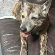 ヒメ日記 2026/03/29 17:35 投稿 るる 横浜おかあさん