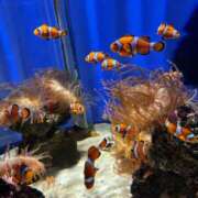 ヒメ日記 2025/11/26 14:05 投稿 あんな club Ego