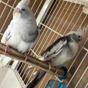 ヒメ日記 2026/04/08 20:35 投稿 あんな club Ego