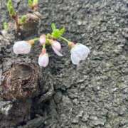 ヒメ日記 2026/03/25 19:10 投稿 いおり 金の玉クラブ池袋～密着睾丸マッサージ～