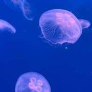 ヒメ日記 2025/11/01 10:30 投稿 めあ 激安ドットコム