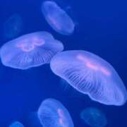 めあ 今月残り 激安ドットコム