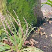 ヒメ日記 2025/11/01 16:28 投稿 ゆめの 奥様はエンジェル　八王子店