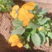 ヒメ日記 2025/11/22 14:55 投稿 ゆめの 奥様はエンジェル　八王子店