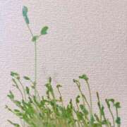 ゆめの そだってるー！ 奥様はエンジェル　八王子店