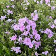 ヒメ日記 2025/11/11 00:26 投稿 まい あおば睾丸診療所