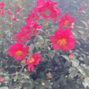 ヒメ日記 2025/11/12 18:48 投稿 小野はなえ 恋する妻たち