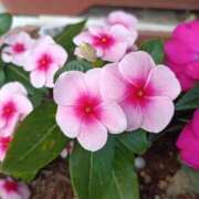 ヒメ日記 2025/11/21 19:58 投稿 小野はなえ 恋する妻たち