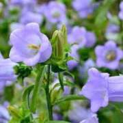 小野はなえ カンパニュラ💐 恋する妻たち