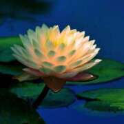 ヒメ日記 2025/11/12 18:45 投稿 こゆき 待ちナビ