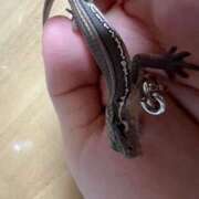 ヒメ日記 2026/02/13 09:33 投稿 波風なぎさ 五反田マーマレード(ユメオト)