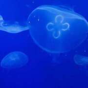 ヒメ日記 2026/03/25 22:15 投稿 てんか 丸妻 厚木店