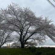 ヒメ日記 2026/04/01 12:17 投稿 てんか 丸妻 厚木店