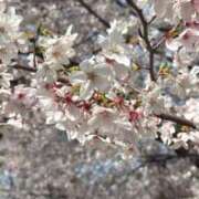 ヒメ日記 2026/03/30 16:46 投稿 伊織（イオリ） アバンチュール(五反田)