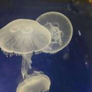 ヒメ日記 2025/10/24 22:16 投稿 みる ぷるるん小町日本橋店