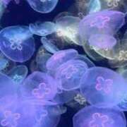 ヒメ日記 2025/12/03 14:28 投稿 みる ぷるるん小町日本橋店