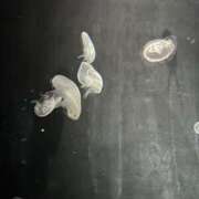 ヒメ日記 2026/01/24 13:48 投稿 ちぃ 舐めフェチの会