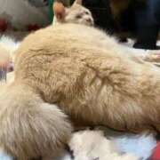 ヒメ日記 2026/02/18 16:34 投稿 すう 池袋コスプレサンシャイン（シンデレラグループ）