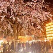 みう 桜満開ももうすぐかな🌸追加出勤あり♡ 渋谷 風俗 いきなりビンビン伝説