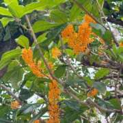 ヒメ日記 2025/10/25 22:27 投稿 みやび 立川ちゃんこ