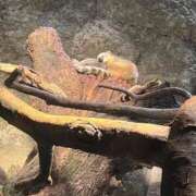 ヒメ日記 2026/04/20 17:57 投稿 ゆら SOAPLAND LOVE FACTORY