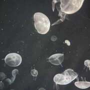 ヒメ日記 2026/04/22 03:02 投稿 ゆら SOAPLAND LOVE FACTORY