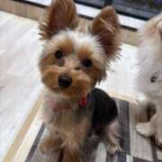 ヒメ日記 2025/11/06 20:32 投稿 藤木 人妻風俗チャンネル