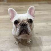 藤木 フレブルやどん〜🐶 人妻風俗チャンネル