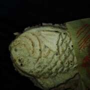 ヒメ日記 2025/10/31 10:20 投稿 松川(まつかわ) Ageha（あげは）