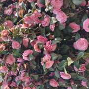 松川(まつかわ) 来週の予定 Ageha（あげは）