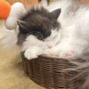 ヒメ日記 2026/01/07 21:17 投稿 らて あふたーすくーる本店