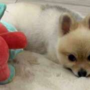 ヒメ日記 2025/12/13 13:40 投稿 神谷あかり 乳ビーナス(New Venus)